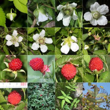 Aitokarhunvatukka - Rubus illecebrosus