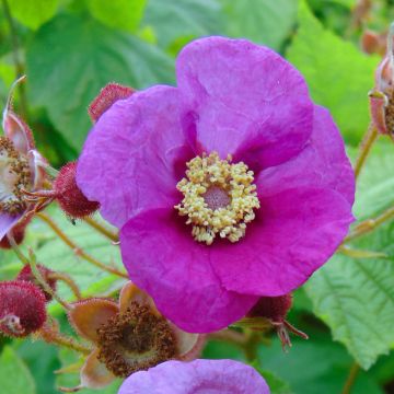 Tuoksuvatukka - Rubus odoratus