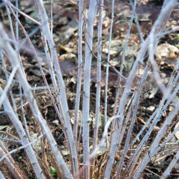 Aitokarhunvatukka Silver Fern