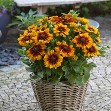Päivänhattu Sunbeckia Luna