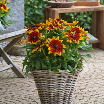 Päivänhattu Sunbeckia Mia