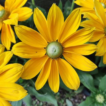 Päivänhattu Sunbeckia Ophelia