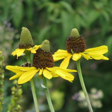 Isopäivänhattu - Rudbeckia maxima