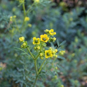 Tuoksuruuta - Ruta graveolens