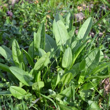 Niittysuolaheinä - Rumex acetosa