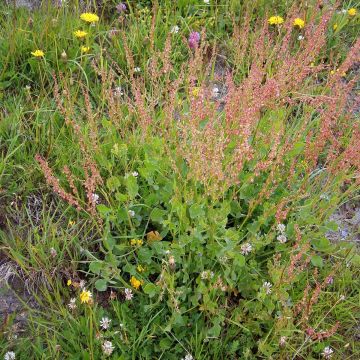 Kilpisuolaheinä luomu taimena - Rumex scutatus