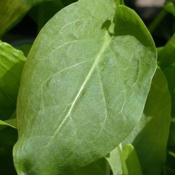 Kilpisuolaheinä taimena - Rumex scutatus