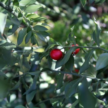 Pikkuruskus - Ruscus aculeatus