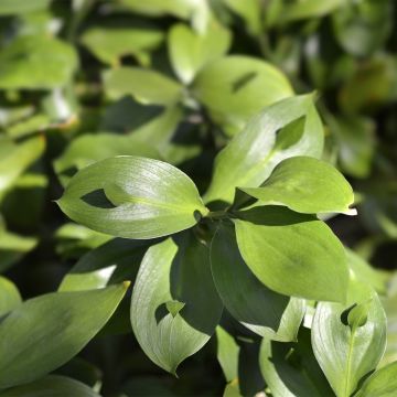 Isoruskus - Ruscus hypoglossum