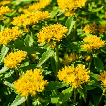 Siperianmaksaruoho - Sedum aizoon