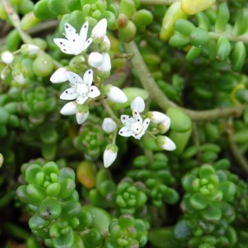 Helmimaksaruoho - Sedum divergens