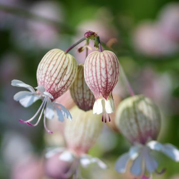 Nurmikohokki - Silene vulgaris