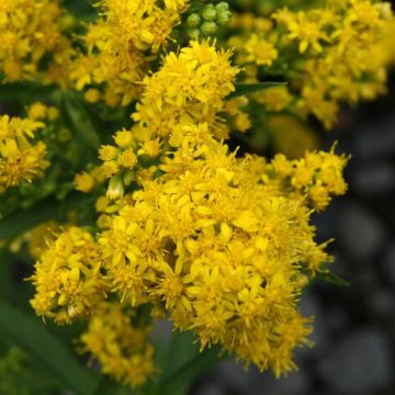 Pikkupiisku - Solidago cutleri