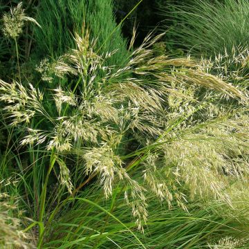 Höyhenheinä - Stipa splendens