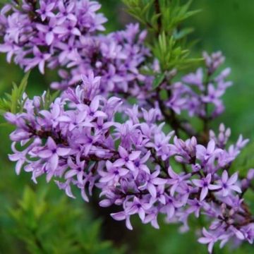 Pihasyreeni - Syringa afghanica
