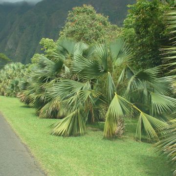 Isopalmetto - Sabal palmetto