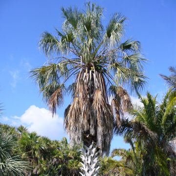 Sabal uresana
