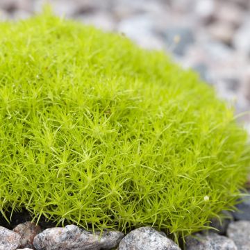 Polkuhaarikko Lime Moss