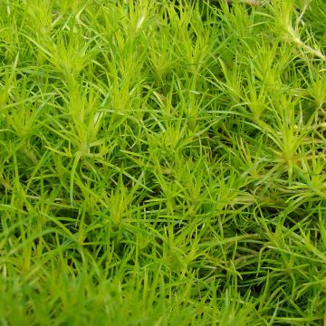 Polkuhaarikko Aurea