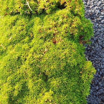 Polkuhaarikko Pine Green