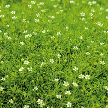 Polkuhaarikko Scottish Moss