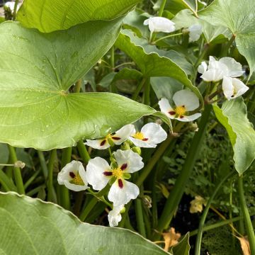 Keiholehti - Sagittaria montevidensis
