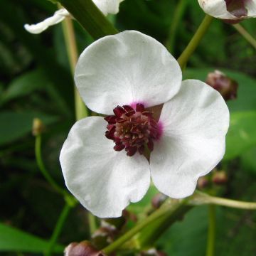 Pystykeiholehti - Sagittaria sagittifolia
