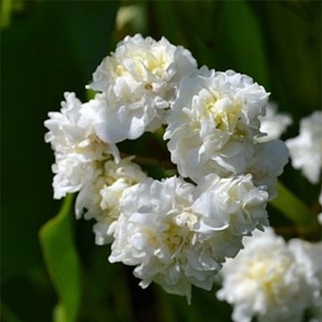 Pystykeiholehti Flore Pleno