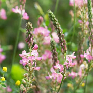Rehuesparsetti - Onobrychis viciifolia