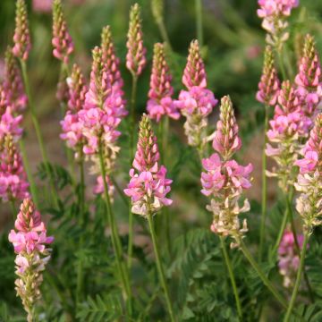 Rehuesparsetti luomu viherlannoite - Onobrychis viciifolia