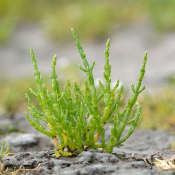 Suolayrtti - Salicornia europaea