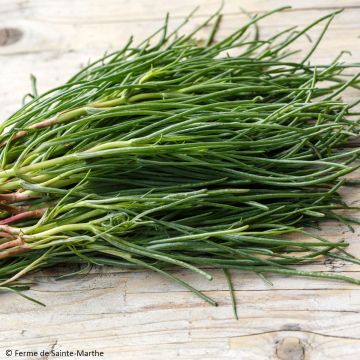 Japaninotakilokki - Ferme de Sainte Marthe - Salsola komarovii