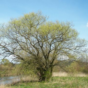 Valkosalava valkoinen - Salix alba