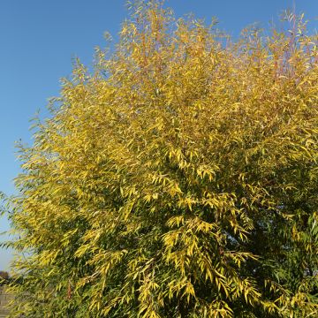 Valkosalava Aurea