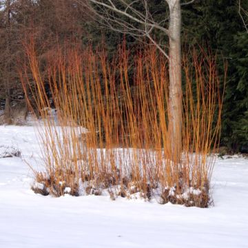 Valkosalava Chermesina