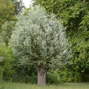Valkosalava Liempde