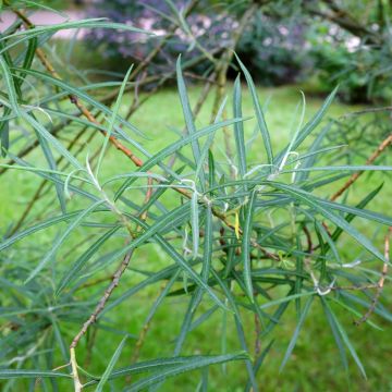 Huopapaju Angustifolia