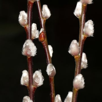 Paju - Salix x erdingeri