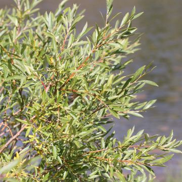 Paju - Salix exigua