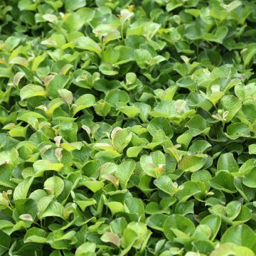 Paju - Salix kurilensis