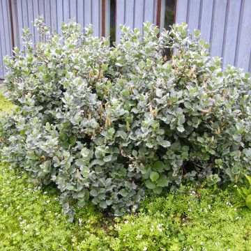 Villapaju - Salix lanata