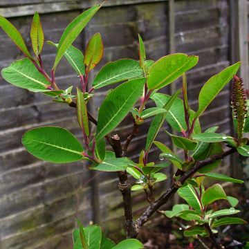 Paju - Salix magnifica