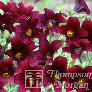 Torvikukka Black Trumpets (siemenet)
