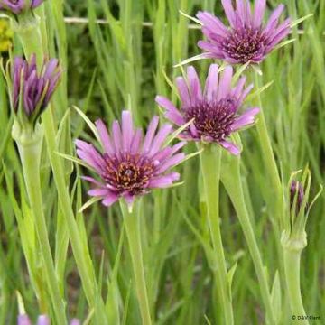 Kaurajuuri - Tragopogon porrifolius