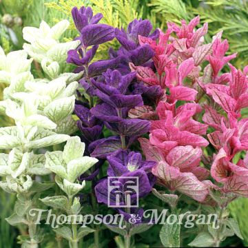 Kirjosalvia Claryssa Mixed (siemenet)
