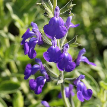 Keijunsalvia Delice Feline