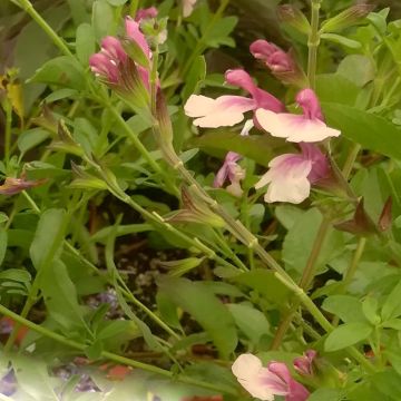 Keijunsalvia Delice Gold and Wine