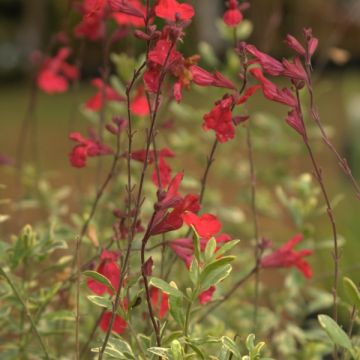 Keijunsalvia Caramba