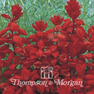 Tulisalvia Red Arrow (siemenet)