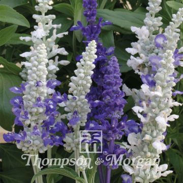 Härmesalvia Seascape Mixed (siemenet)